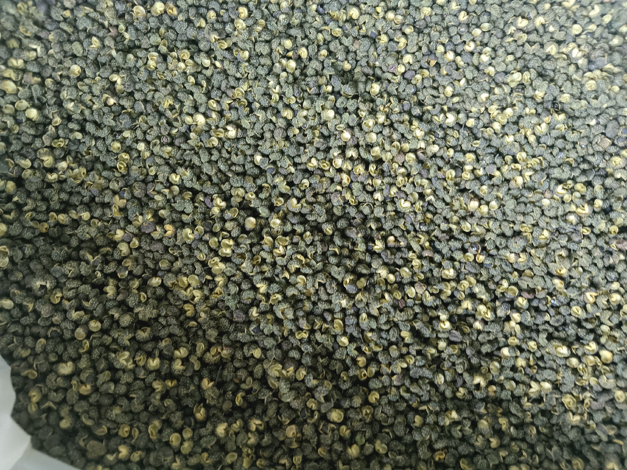 4K微距镜头拍摄:左框为一级红花椒(四川茂县产),颗粒饱满、紫红油润、表面褶皱均匀;右框为特级绿花椒(云南昭通产),粒形匀称、黄绿透亮、油腺点密集凸起如霜粒;底部并列标签注明‘Z. bungeanum’与‘Z. armatum’学名及采收期(红:9–10月完熟;绿:7–8月青熟) 优质红花椒与绿花椒原料特写对比图