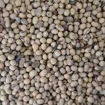 【推荐】江苏黄豆大量上市中自家一手货源价格品质保证