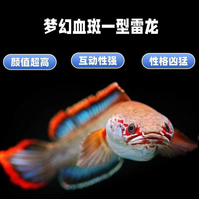 血斑一型雷龙鱼血一冰火雷龙梦幻血斑雷龙鱼网红热带观赏鱼活
