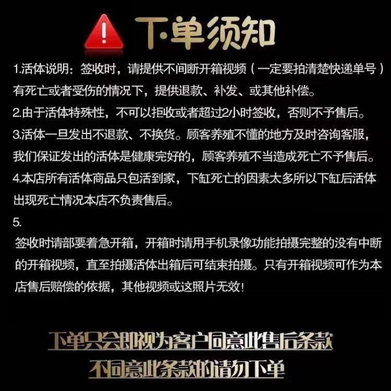 血斑一型雷龙鱼血一冰火雷龙梦幻血斑雷龙鱼网红热带观赏鱼活