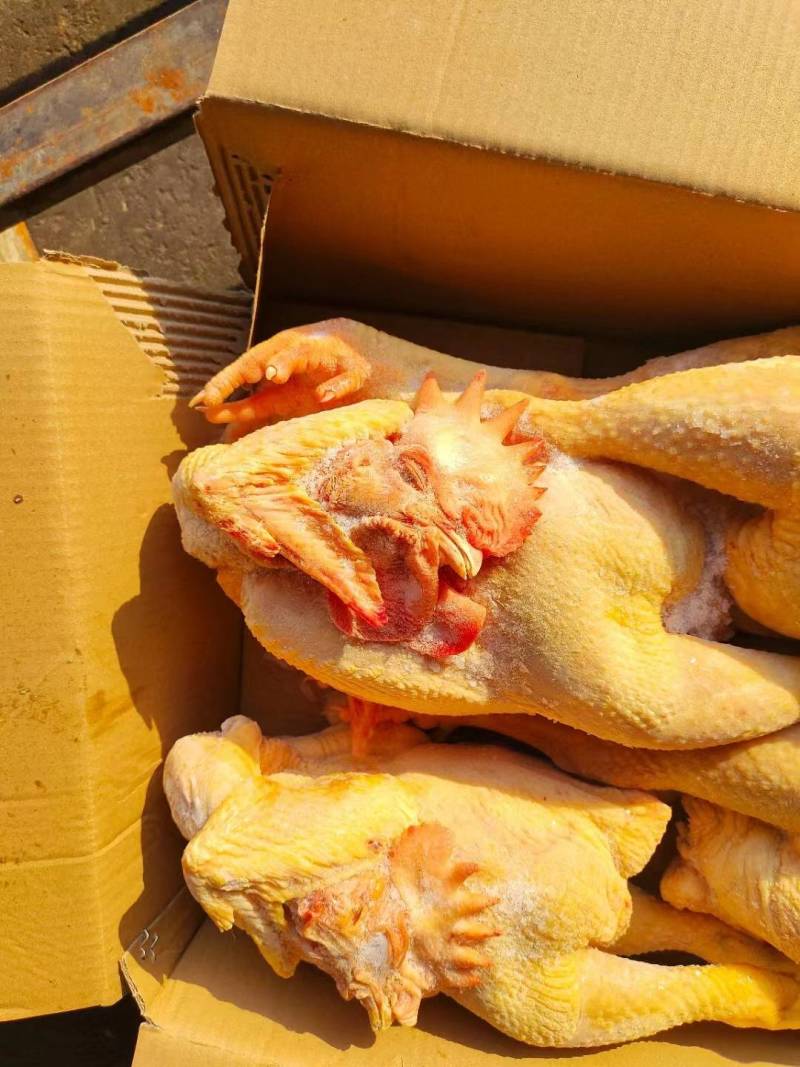 黄脚大冠公鸡，全净膛，半净膛都有，规格齐全