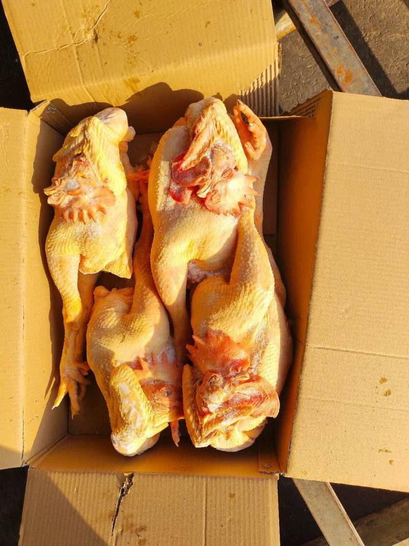 黄脚大冠公鸡，全净膛，半净膛都有，规格齐全
