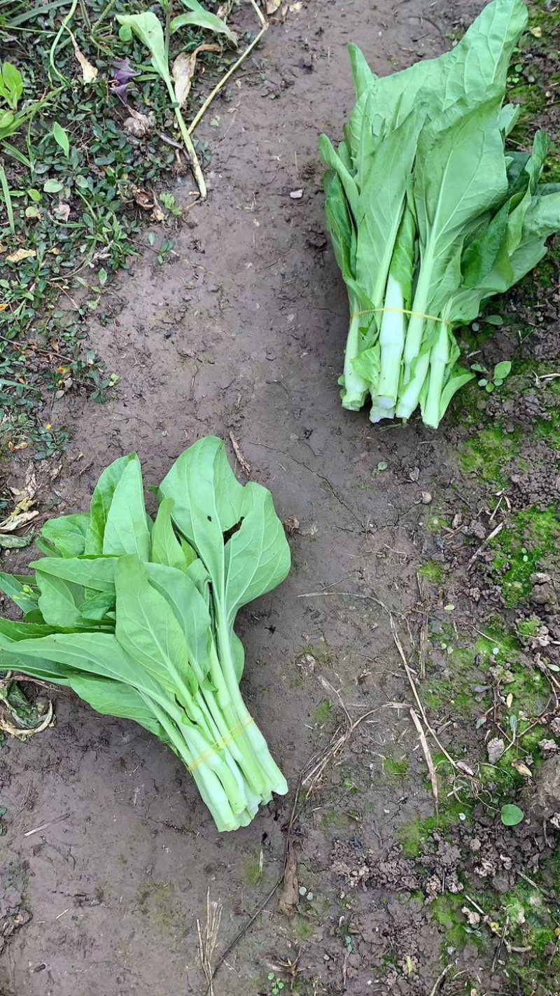 精品红菜苔上市了，需要的老板致电