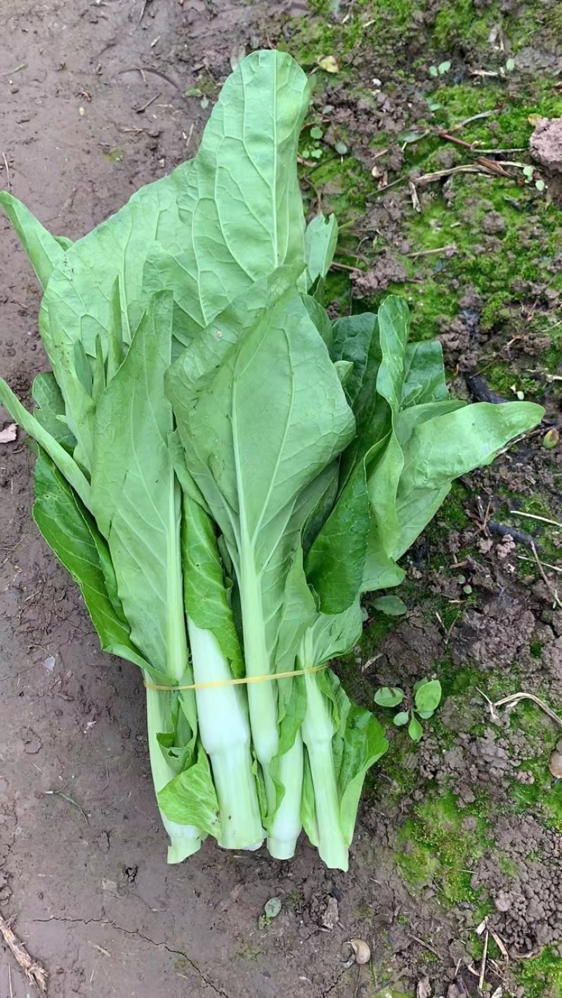 精品红菜苔上市了，需要的老板致电