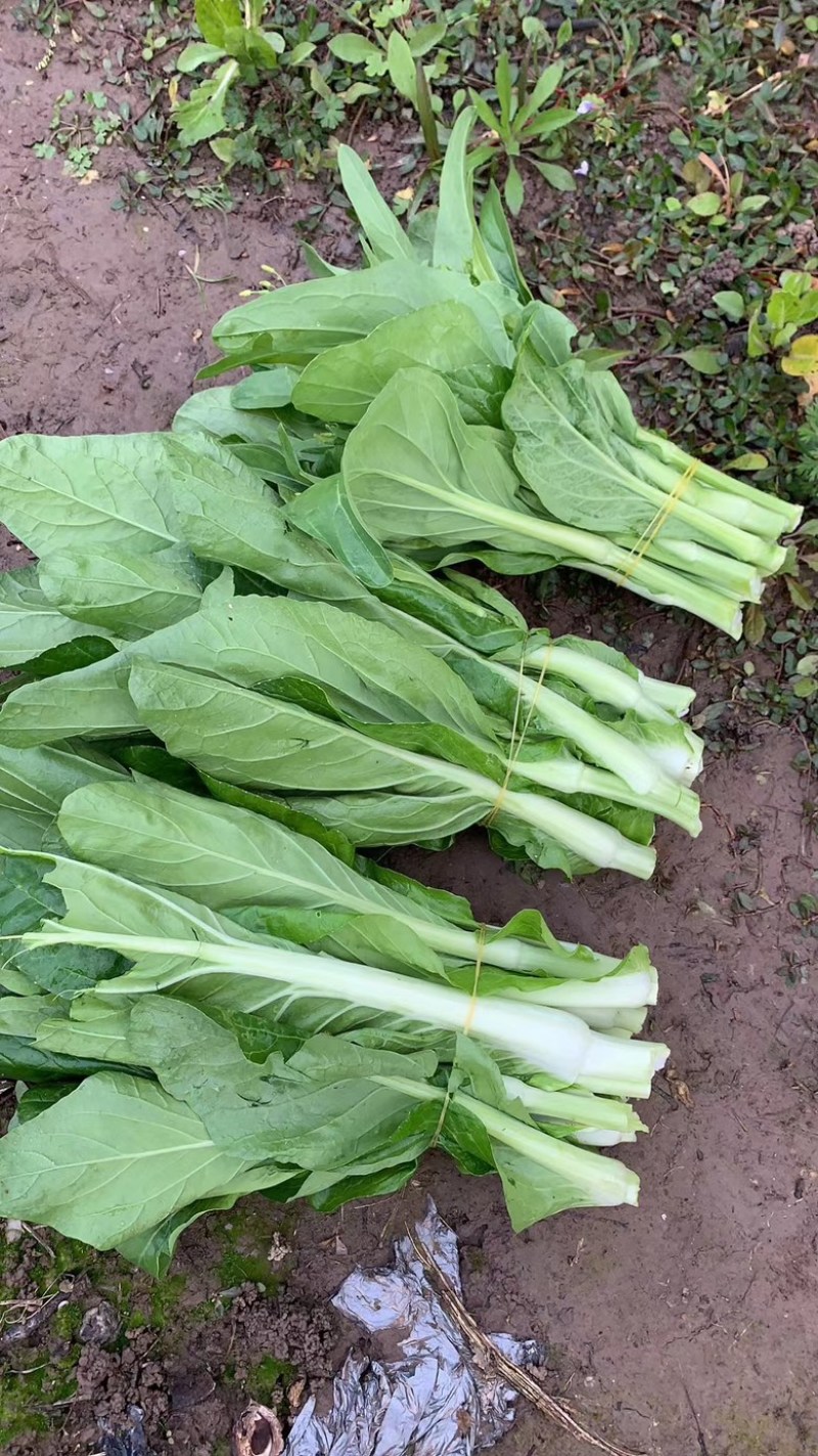 精品红菜苔上市了，需要的老板致电
