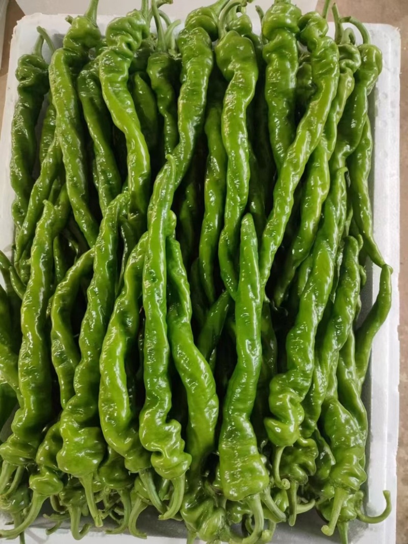 螺丝椒，笼椒一手货源，大量现货，诚信代办，各种辣椒
