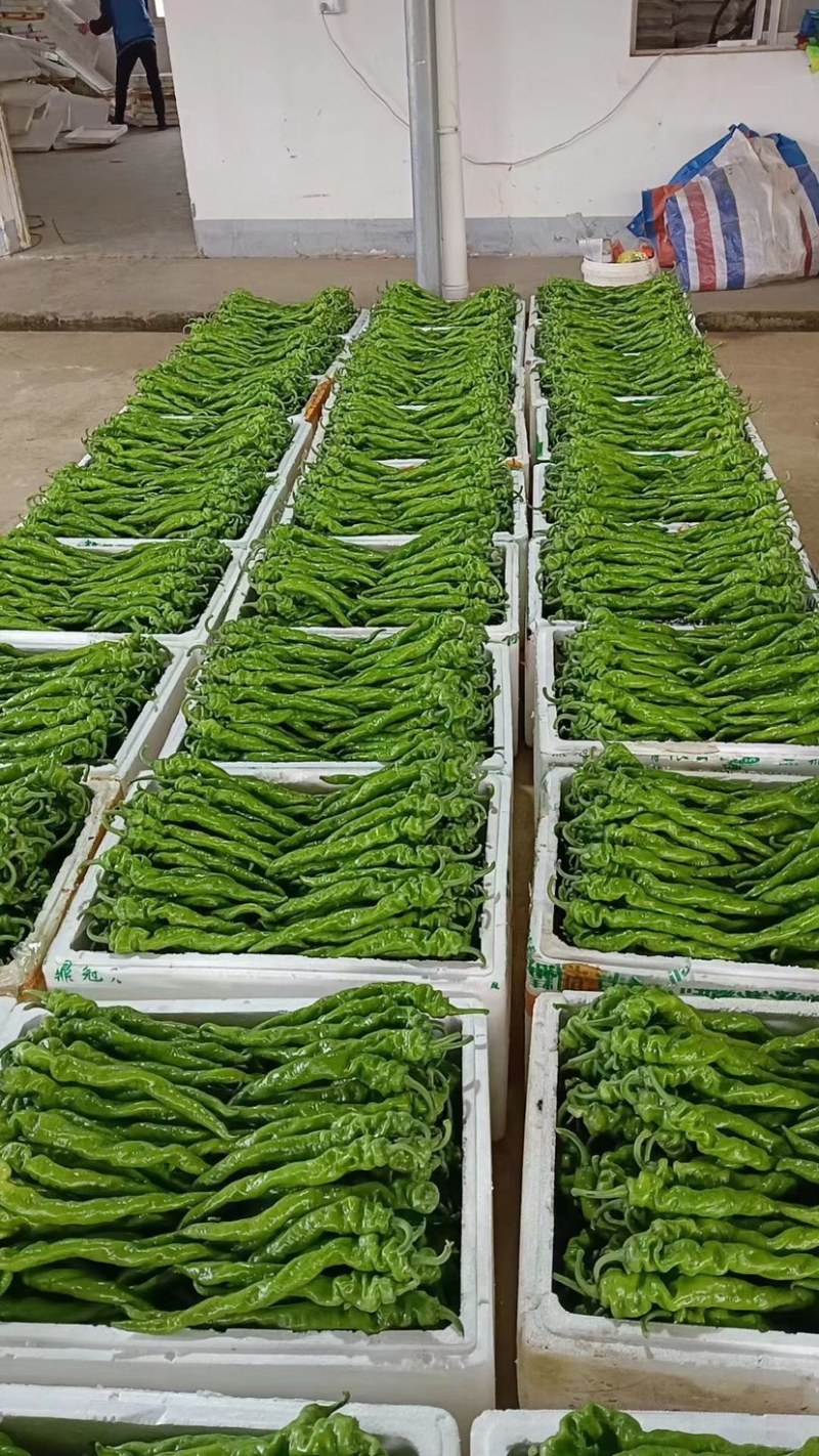 螺丝椒，笼椒一手货源，大量现货，诚信代办，各种辣椒