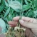 [热卖]四川绵阳黄精种苗多黄黄精苗产地直发