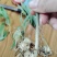 [热卖]四川绵阳黄精种苗多黄黄精苗产地直发