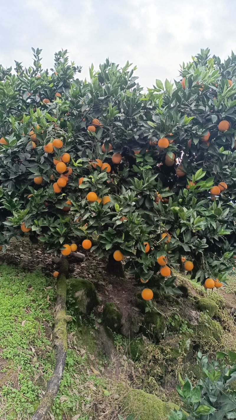 重庆云阳脐橙