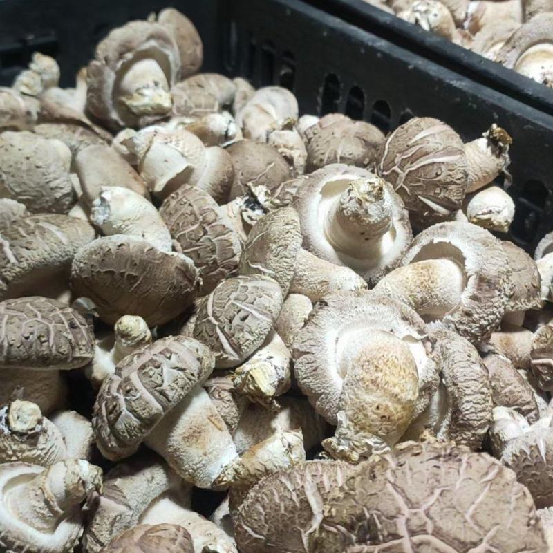西峡鲜香菇新鲜花菇保鲜菇菜菇生香菇产地直销