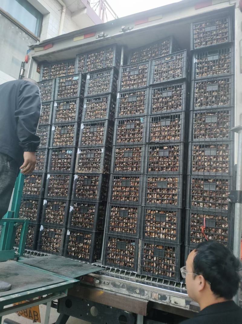 西峡鲜香菇新鲜花菇保鲜菇菜菇生香菇产地直销