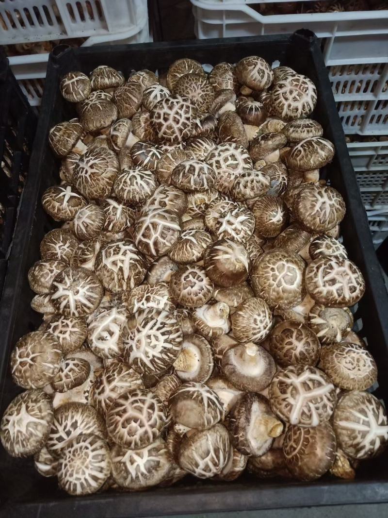 西峡鲜香菇新鲜花菇保鲜菇菜菇生香菇产地直销