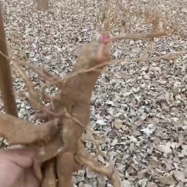 中草药商陆，大量有货，有需要老板联系我哦！