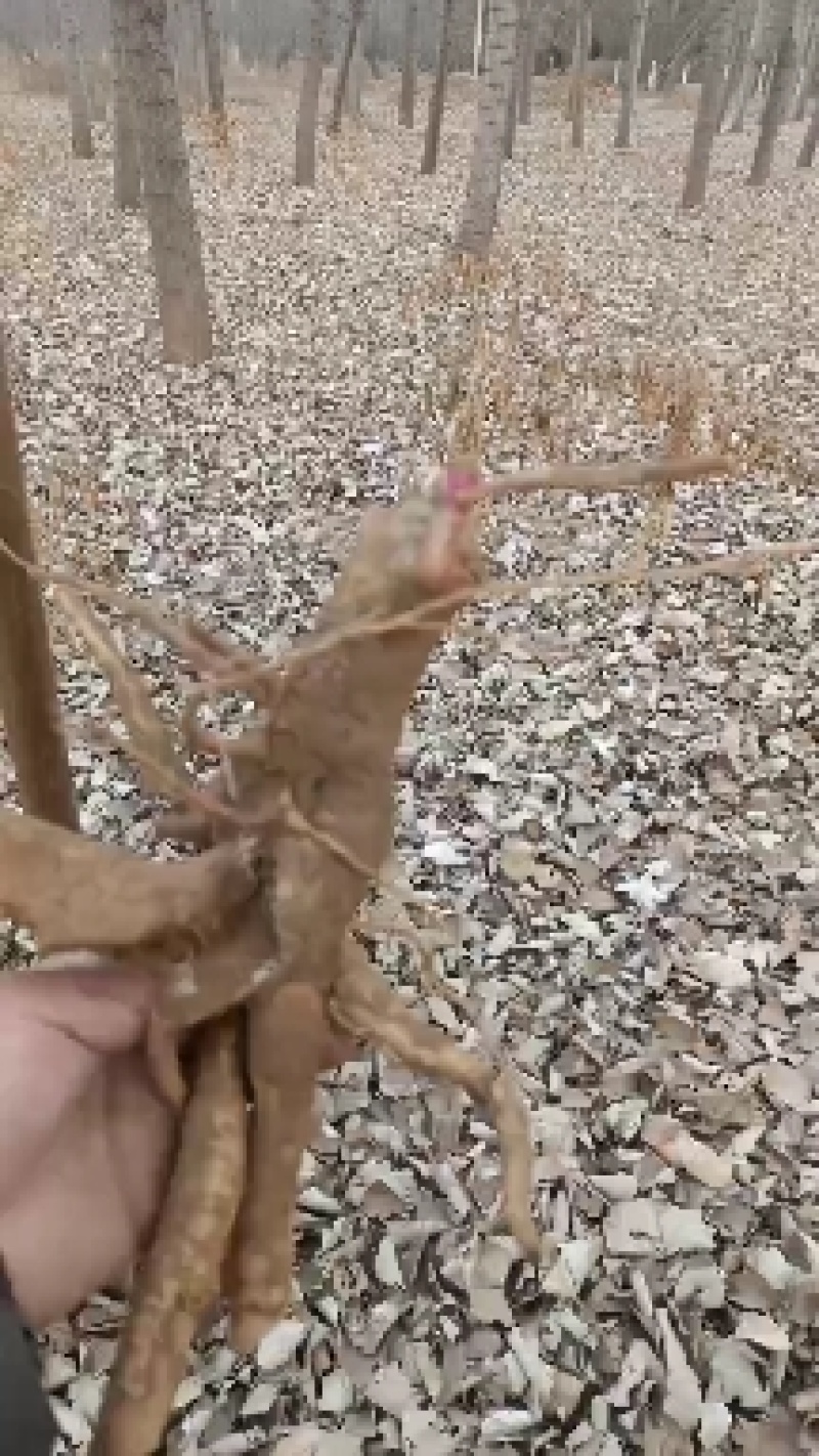 中草药商陆，大量有货，有需要老板联系我哦！