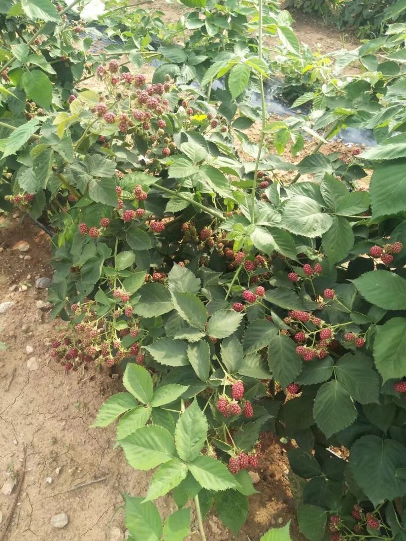 树莓苗红莓黑莓黑莓苗
