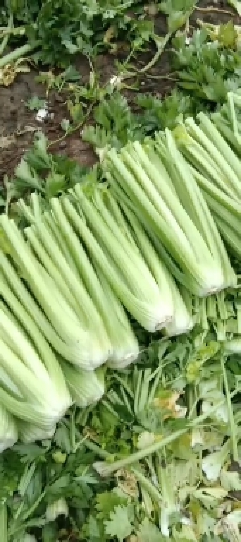 万亩暖棚西芹，大量上市，一手货源.全国各地代收代发