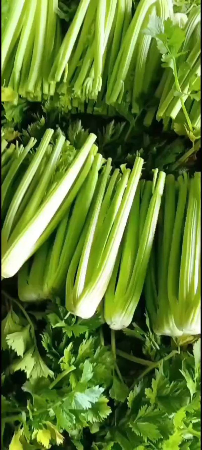 万亩暖棚西芹，大量上市，一手货源.全国各地代收代发