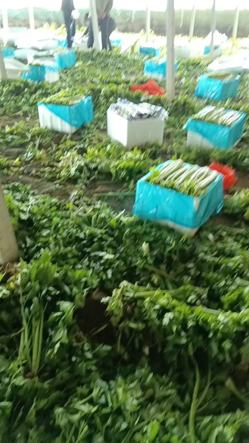 万亩暖棚西芹，大量上市，一手货源.全国各地代收代发
