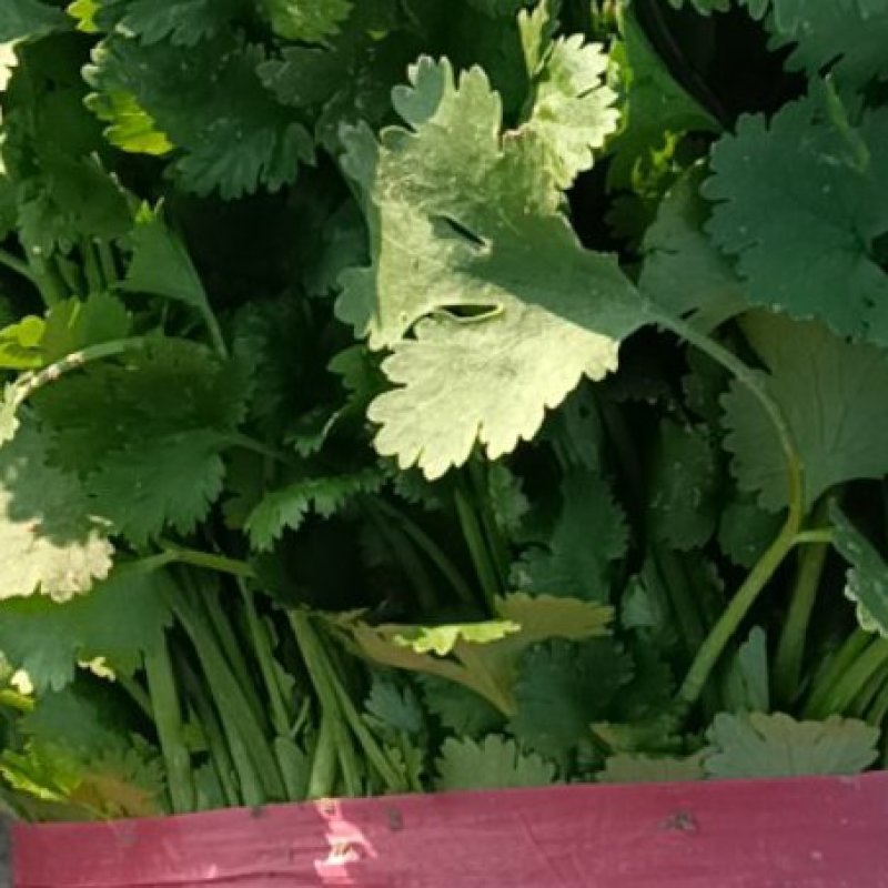精品大棚香菜，大量上市