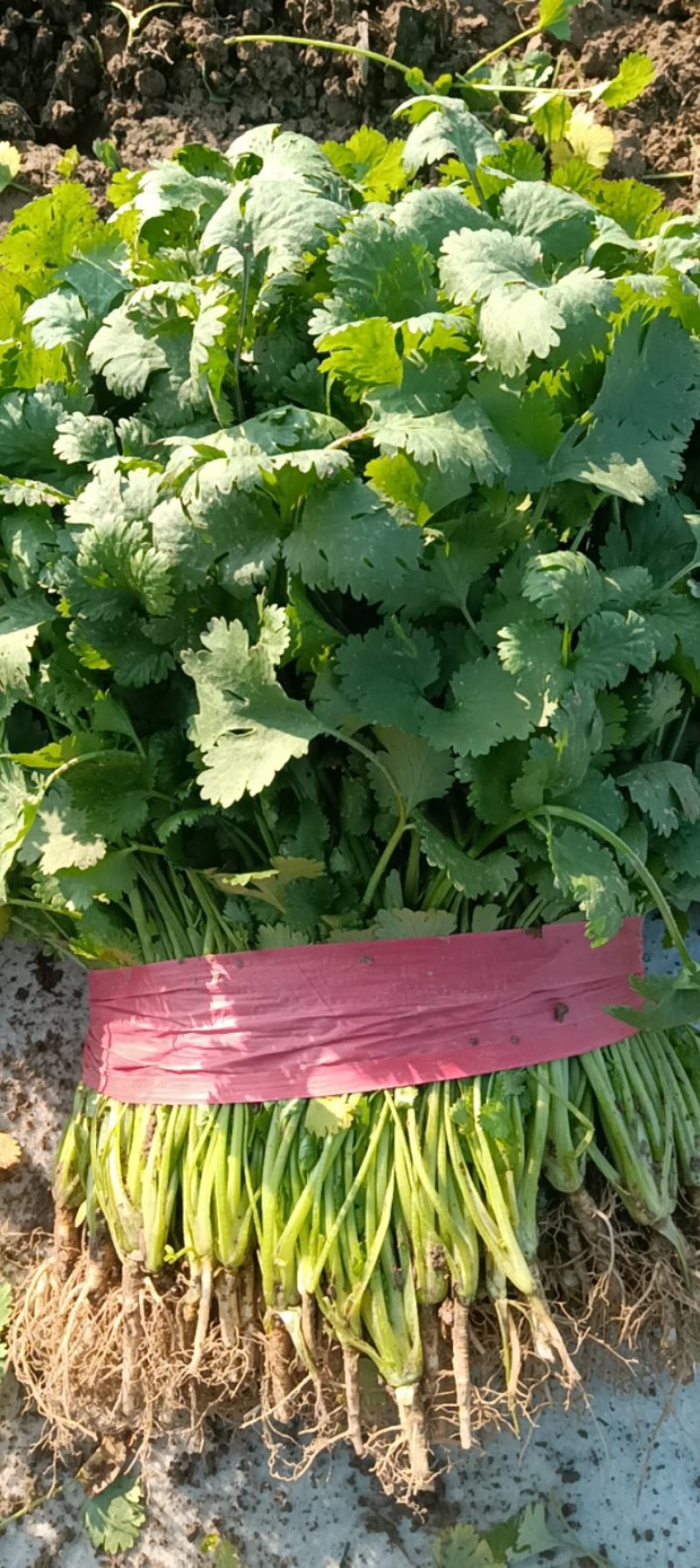 精品大棚香菜，大量上市