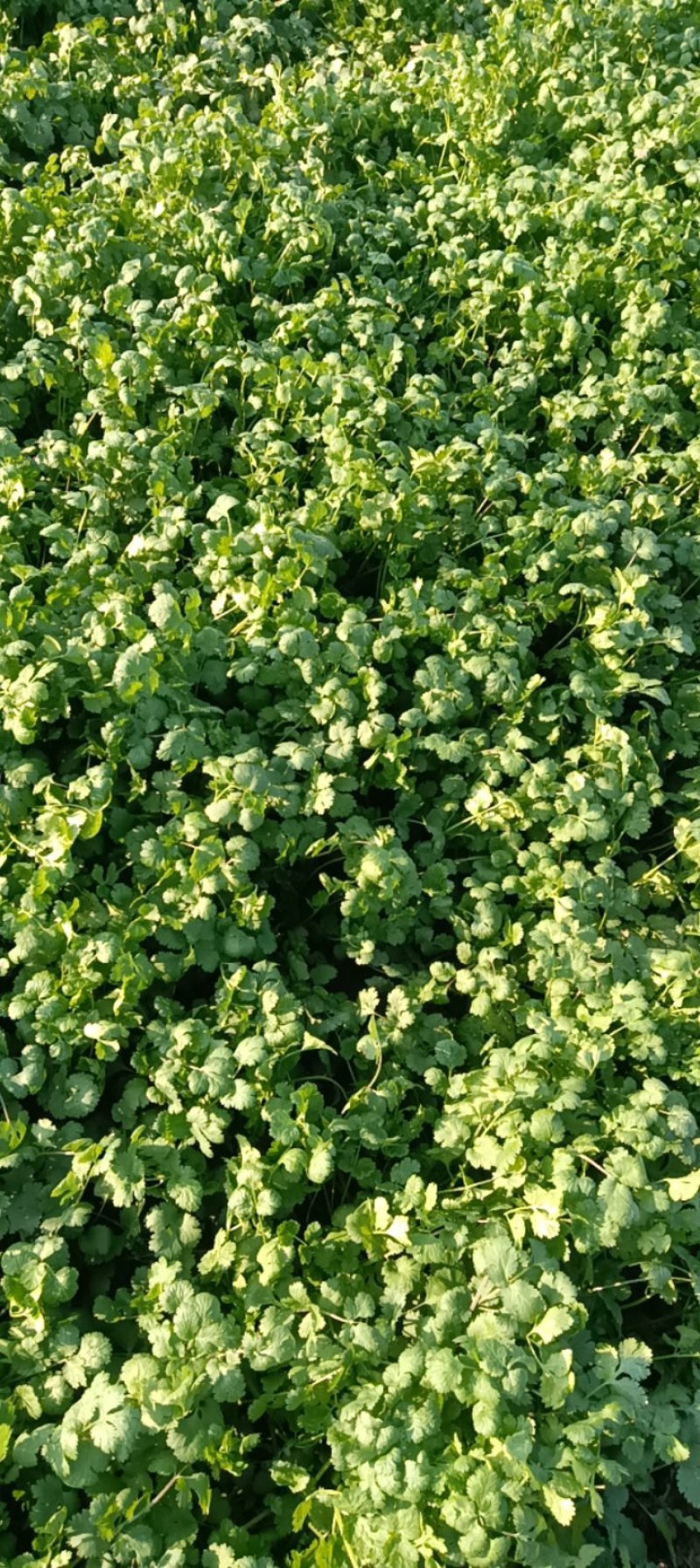 精品大棚香菜，大量上市
