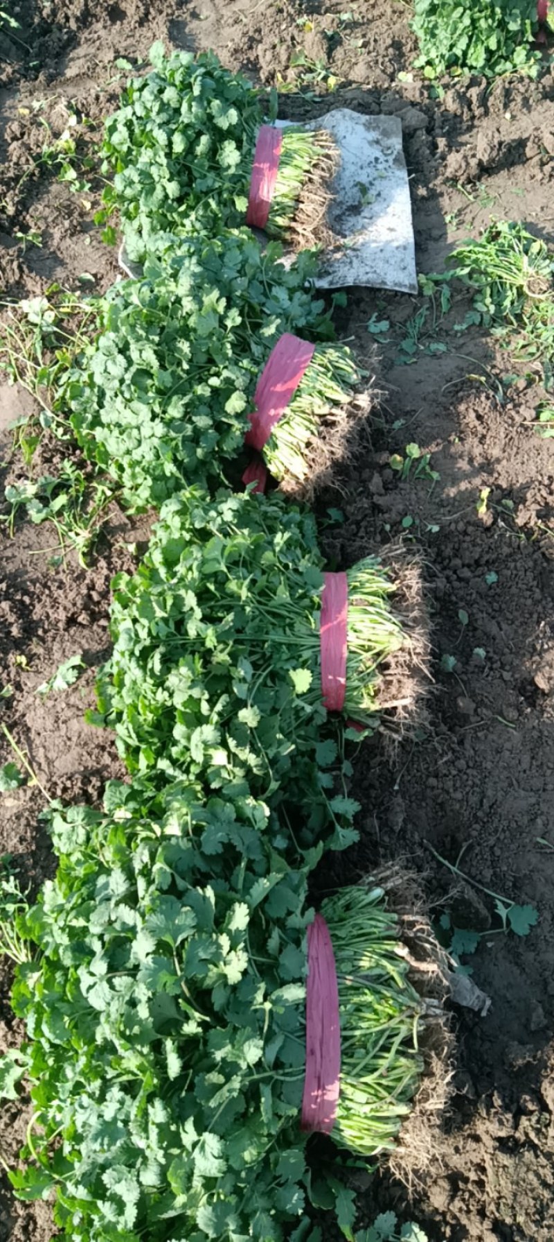 精品大棚香菜，大量上市