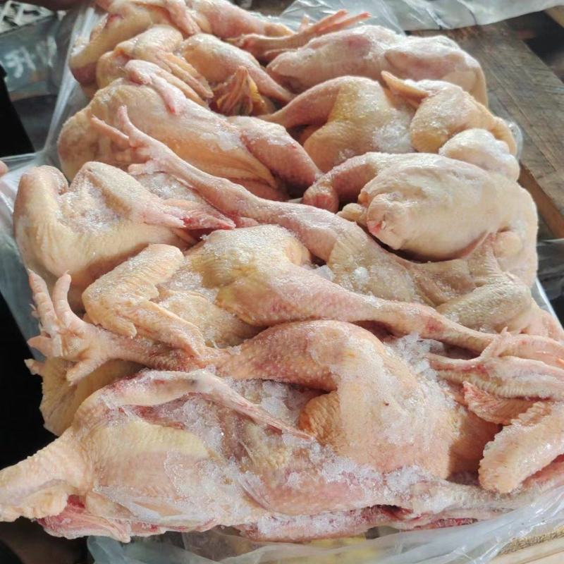 二级三黄鸡