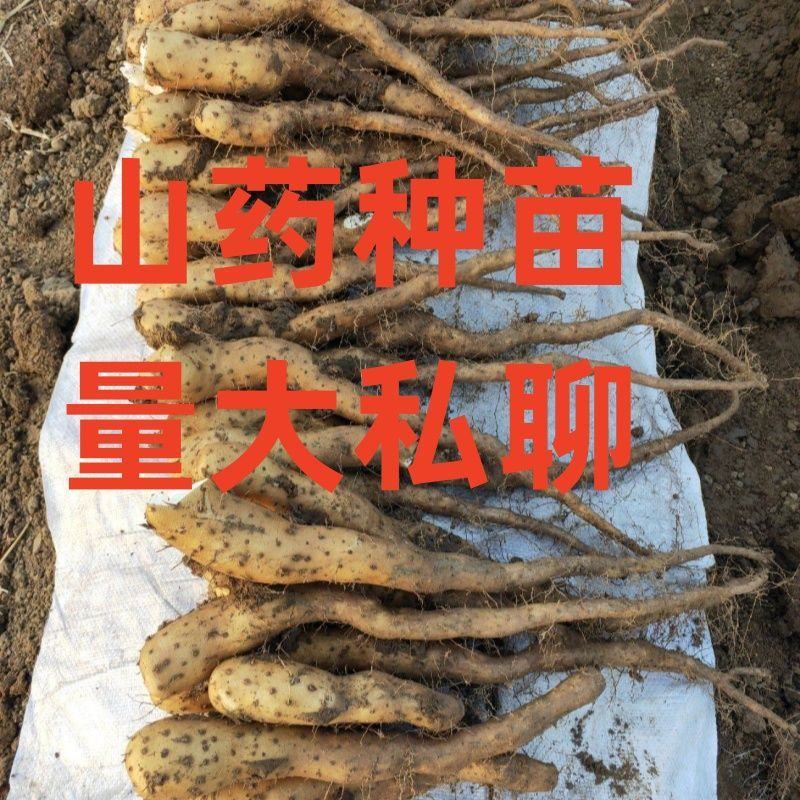 山东铁棍山药苗大量供应自家一手货源价格优惠欢迎采购