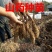 山东山药苗大量供应自家一手货源价格优惠欢迎采购