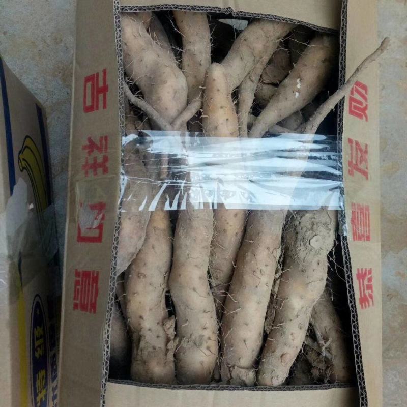 山东山药苗大量供应自家一手货源价格优惠欢迎采购