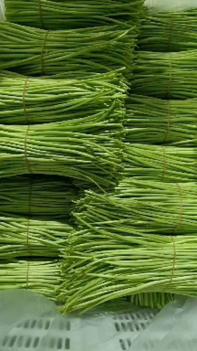 藜蒿种植批发