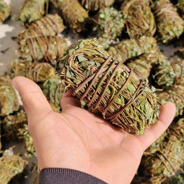 广西鸡骨草