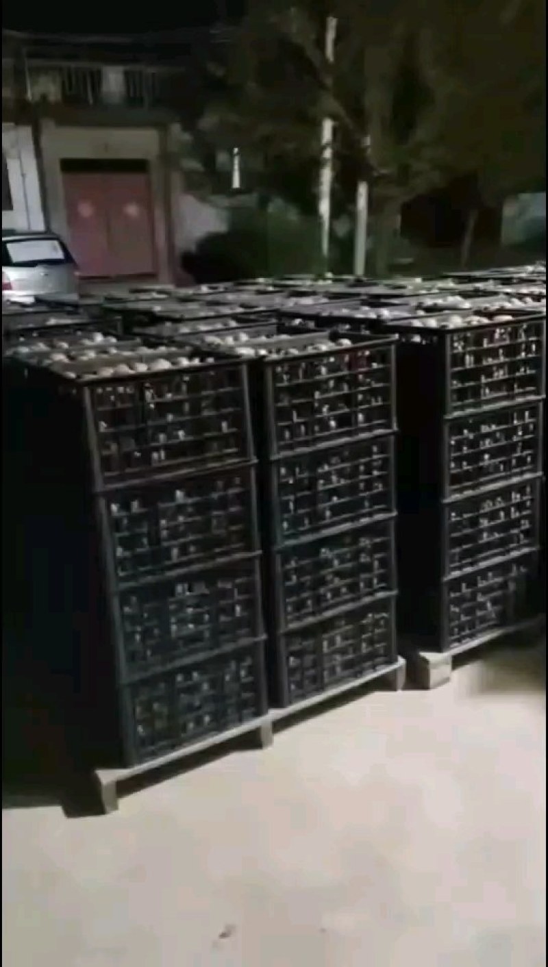 眉县正宗太白山下徐香猕猴桃