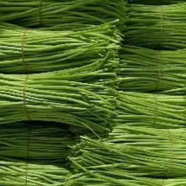 藜蒿种植批发