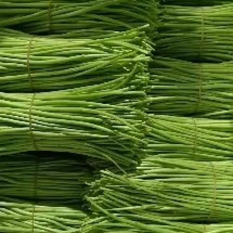 藜蒿种植批发
