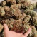 广西鸡骨草