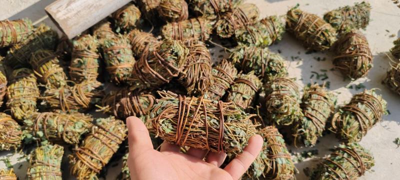 广西鸡骨草