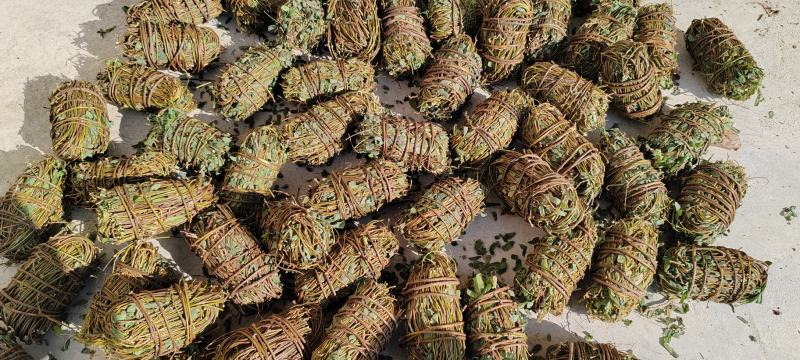 广西鸡骨草