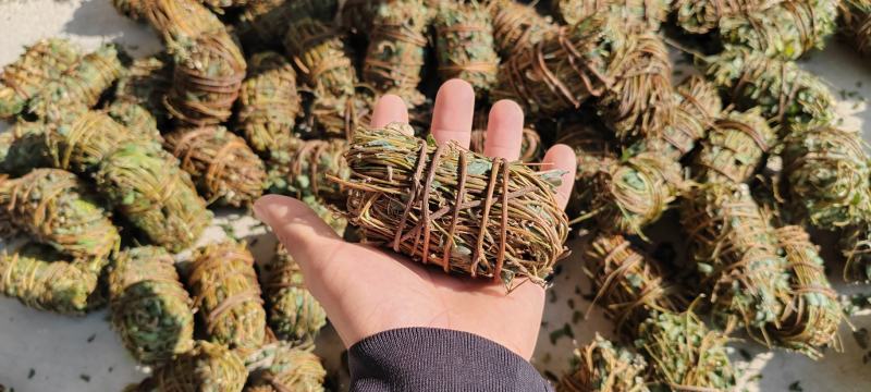 广西鸡骨草