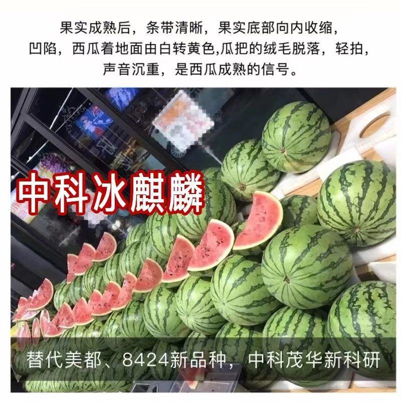 中科茂华瓜果种子中科冰麒麟西瓜种子改良8424替代美都西