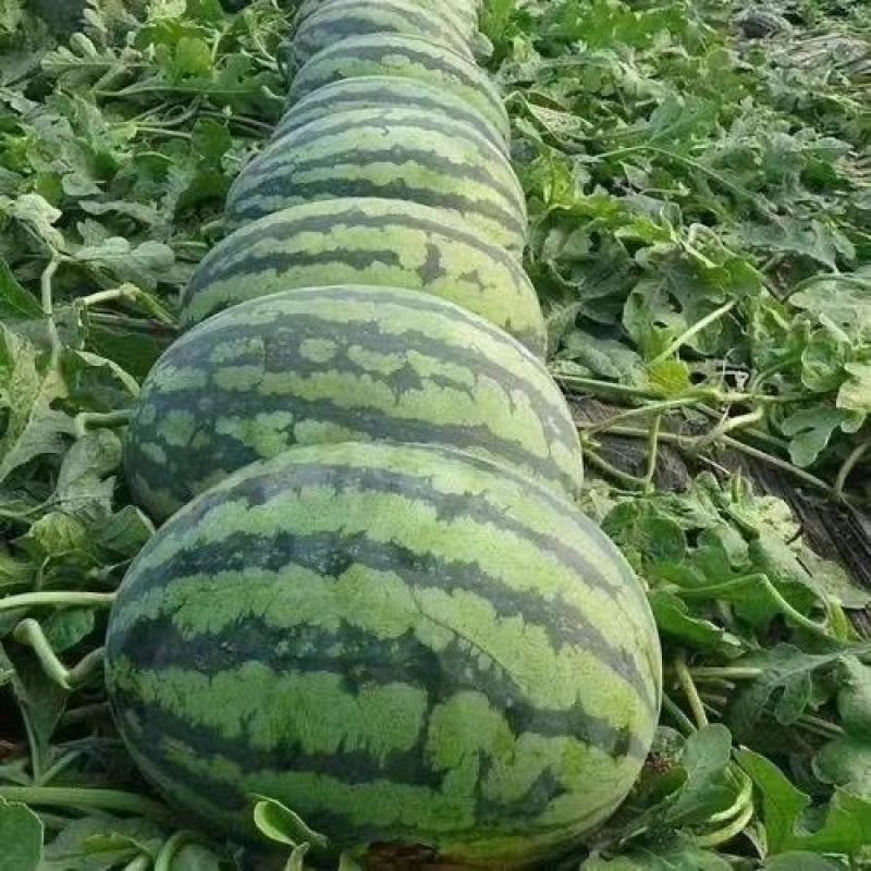 中科茂华瓜果种子中科冰麒麟西瓜种子改良8424替代美都西