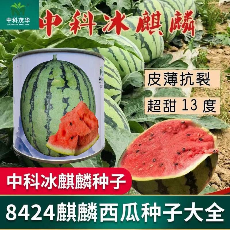 中科茂华瓜果种子中科冰麒麟西瓜种子改良8424替代美都西