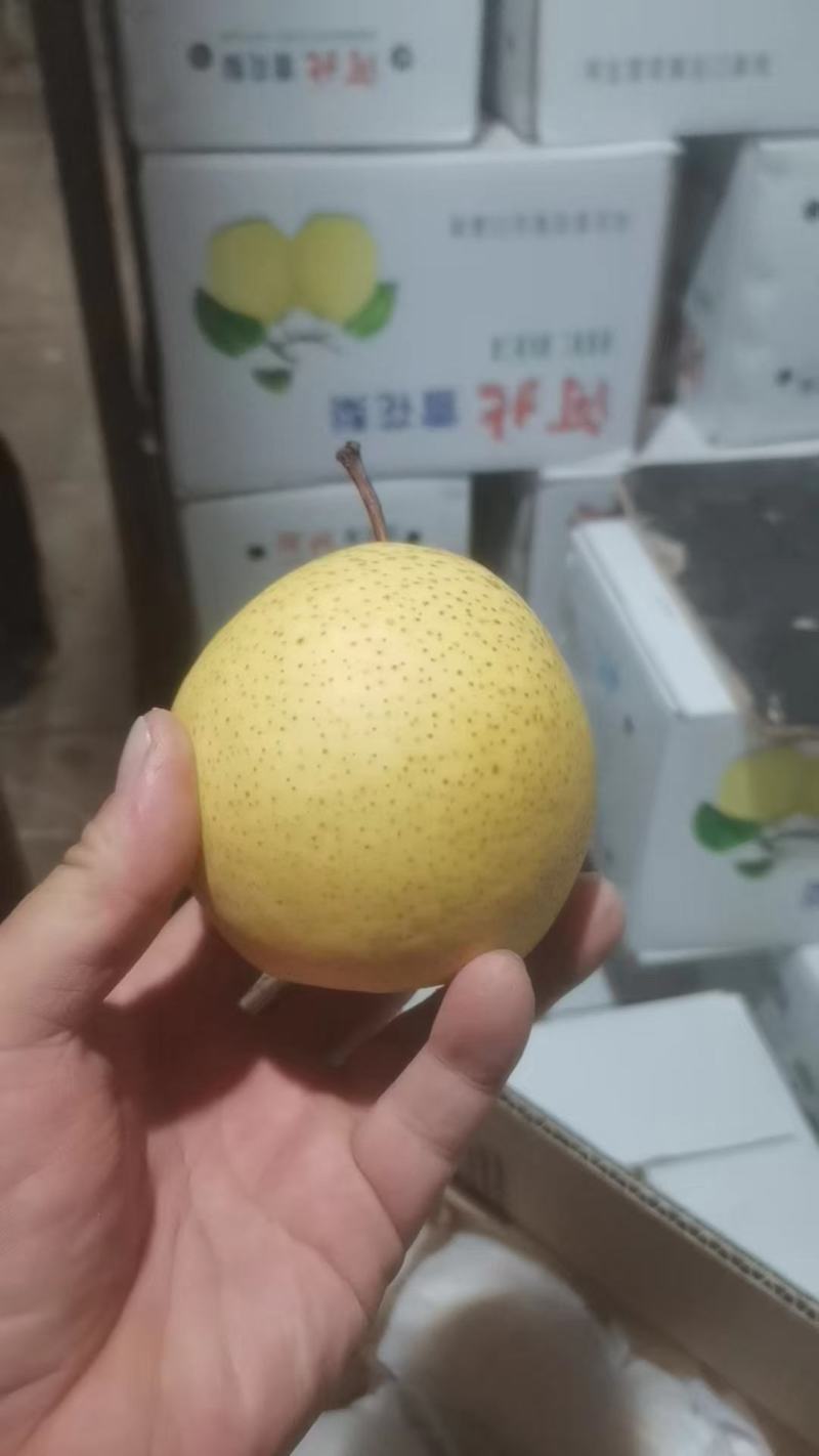 45雪花梨，果面净，黄色，肉白，脆甜