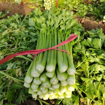 芹菜西芹