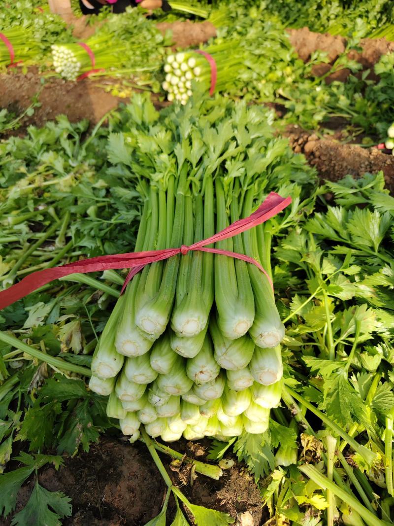 芹菜西芹