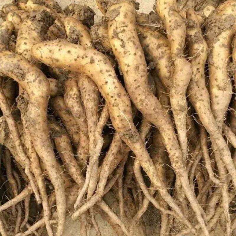 精品山东山药豆苗大量供应中量大价优欢迎采购