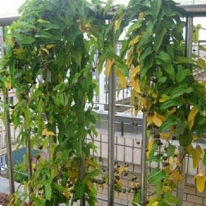精品山东山药豆苗大量供应中量大价优欢迎采购