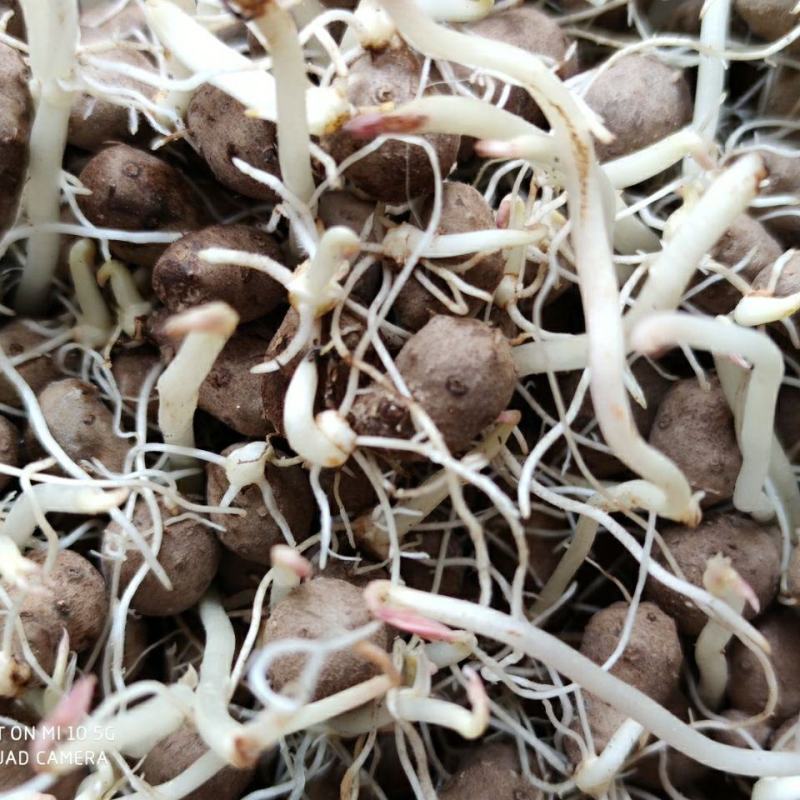 精品山东山药豆苗大量供应中量大价优欢迎采购