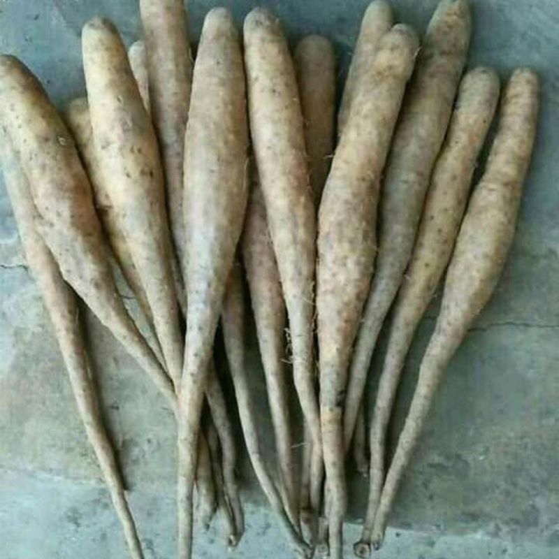 精品山东山药豆苗大量供应中量大价优欢迎采购